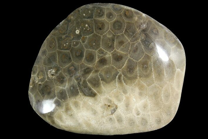 Polished Petoskey Stone (Fossil Coral) - Michigan #156129